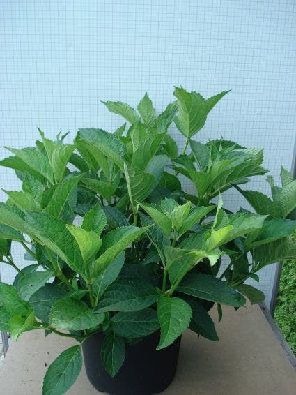  Hortensia (Hydrangea Macrophylla 'Soeur Therese')
