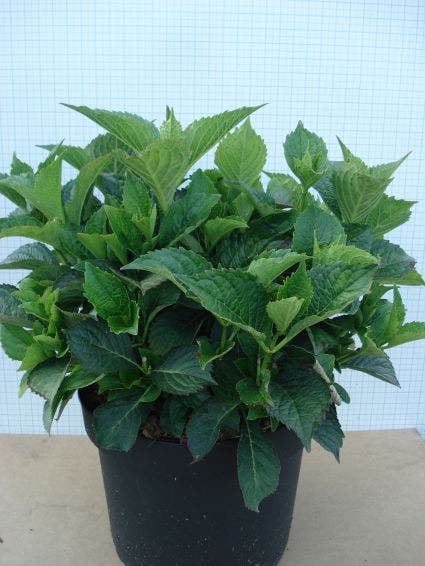  Hortensia (Hydrangea Macrophylla 'Glowing Embers')