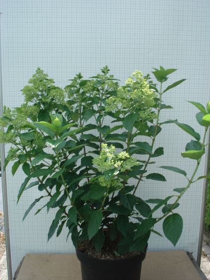  Pluimhortensia (Hydrangea Paniculata 'Limelight'®)
