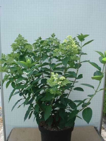  Pluimhortensia (Hydrangea Paniculata 'Limelight'®)