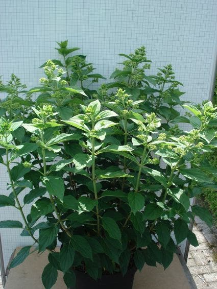  Pluimhortensia (Hydrangea Paniculata 'Unique')