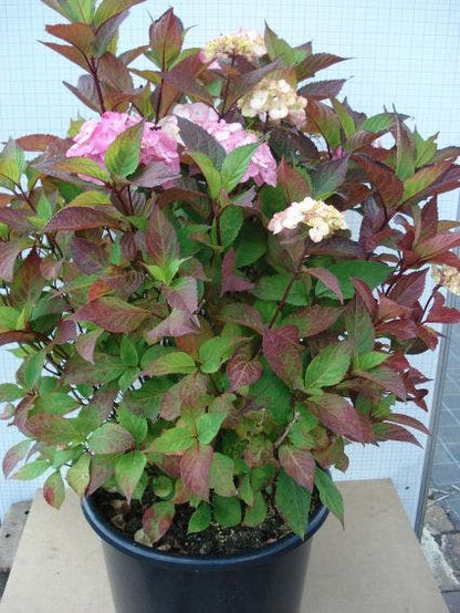  Hortensia (Hydrangea 'Preziosa')