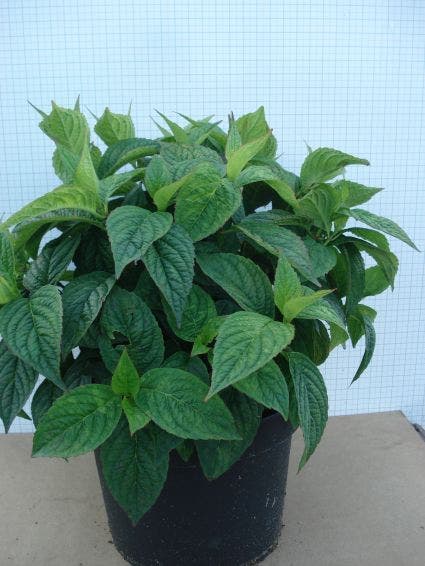  Hortensia (Hydrangea Serrata 'Bluebird')