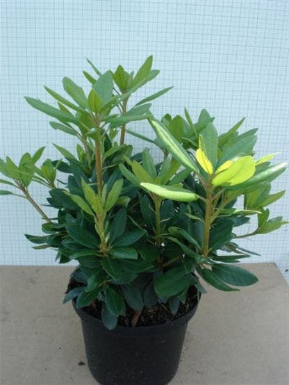  Rhododendron (Rhododendron Catawbiense 'Grandiflorum')