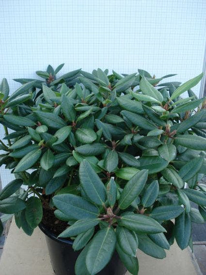  Rhododendron (Rhododendron Catawbiense 'Boursault')