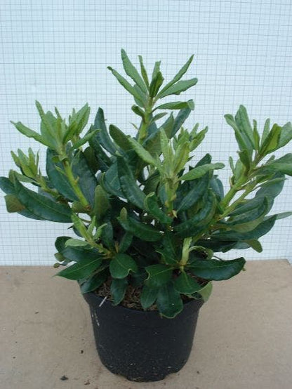  Rhododendron (Rhododendron 'Nova Zembla')
