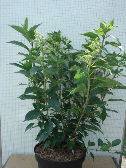  Pluimhortensia (Hydrangea Paniculata 'Kyushu')