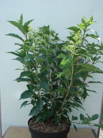  Pluimhortensia (Hydrangea Paniculata 'Kyushu')