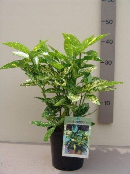 Broodboom (Aucuba Japonica 'Variegata')