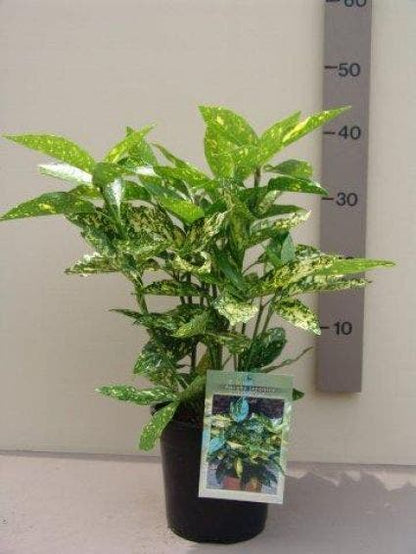  Broodboom (Aucuba Japonica 'Variegata')