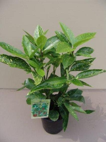 Broodboom (Aucuba Japonica 'Variegata')