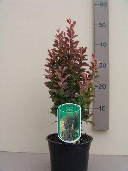  Zuurbes (Berberis 'Red Rocket')