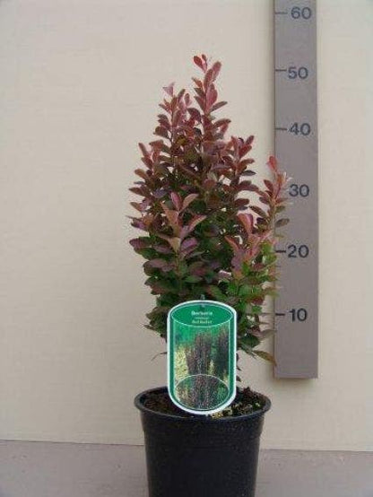  Zuurbes (Berberis 'Red Rocket')