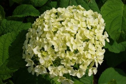  Hortensia (Hydrangea 'Strong Annabelle')