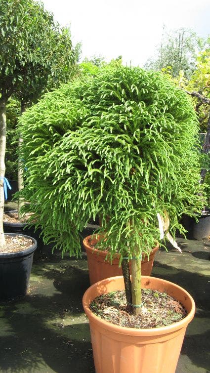  Sikkelden Op Stam (Cryptomeria Japonica 'Globosa Nana')