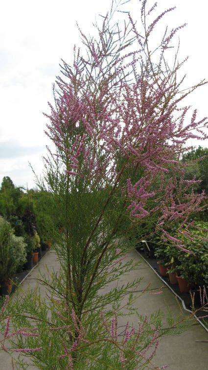  Tamarisk (Tamarix Ramosissima)