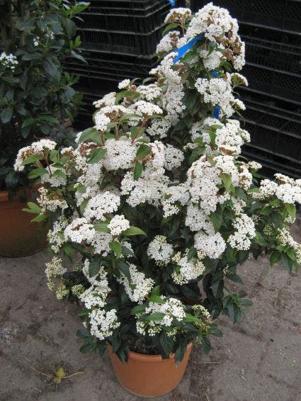  Groenblijvende Sneeuwbal (Viburnum Tinus 'Eve Price')