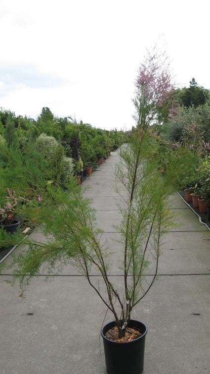  Tamarisk (Tamarix Ramosissima)