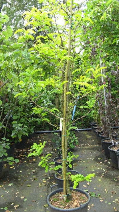  Geelbladige Christusdoorn (Gleditsia Triacanthos 'Sunburst')