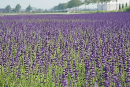  Lavendel (Lavandula Angustifolia 'Hidcote')