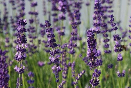  Lavendel (Lavandula Angustifolia 'Hidcote')