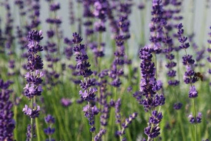  Lavendel (Lavandula Angustifolia 'Hidcote')