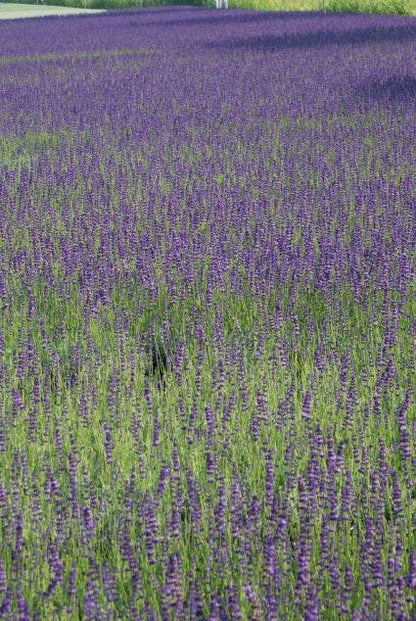 Lavendel (Lavandula Angustifolia 'Hidcote')