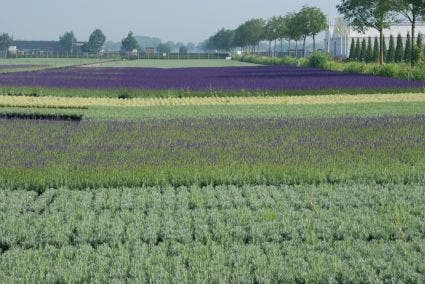  Lavendel (Lavandula Angustifolia 'Munstead')