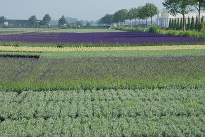  Lavendel (Lavandula Angustifolia 'Munstead')