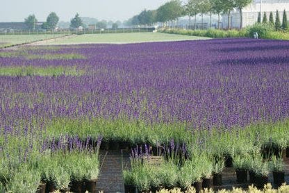  Lavendel (Lavandula Angustifolia 'Munstead')