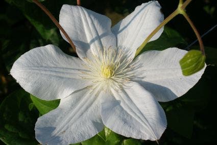  Bosrank (Clematis 'Madame Le Coultre')