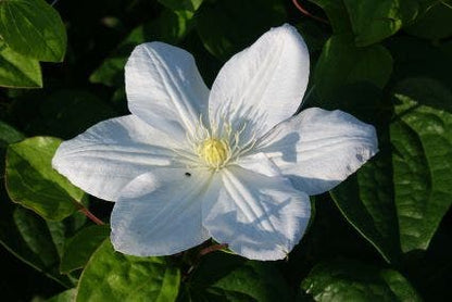  Bosrank (Clematis 'Madame Le Coultre')