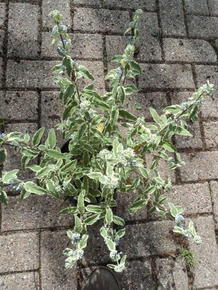  Caryopteris (Caryopteris 'White Surprise')