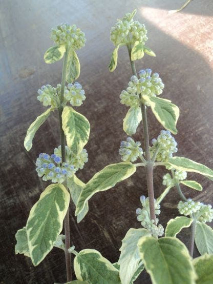  Caryopteris (Caryopteris 'White Surprise')