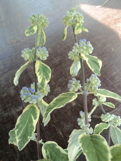  Caryopteris (Caryopteris 'White Surprise')