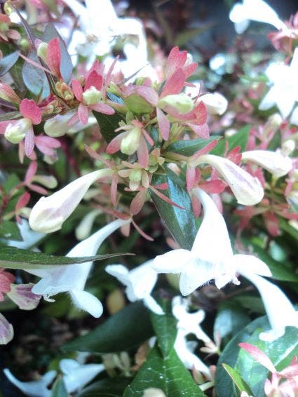  Abelia (Abelia Grandiflora)