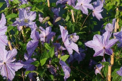  Bosrank (Clematis 'Blekitny Aniol' (Blue Angel))