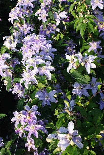  Bosrank (Clematis 'Justa')