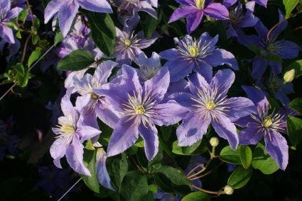  Bosrank (Clematis 'Justa')
