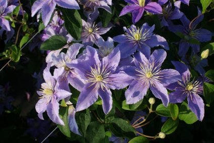  Bosrank (Clematis 'Justa')