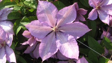  Bosrank (Clematis 'Margaret Hunt')