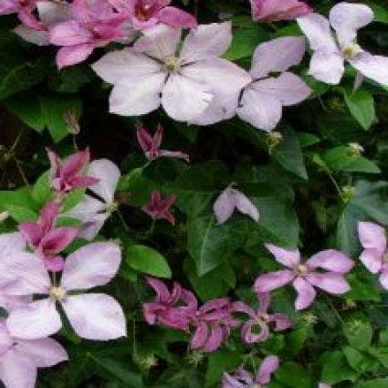  Bosrank (Clematis 'Margaret Hunt')