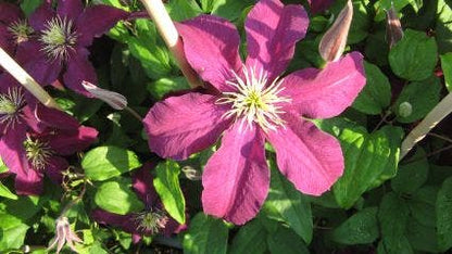  Bosrank (Clematis 'Niobe')