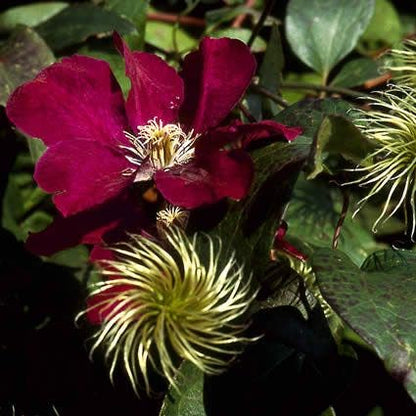  Bosrank (Clematis 'Niobe')