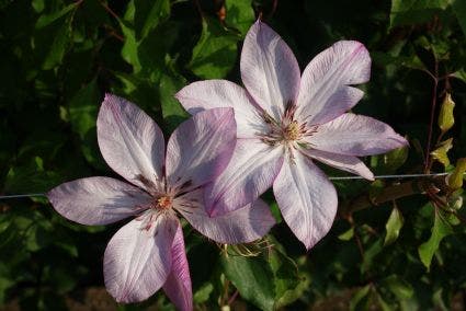 Bosrank (Clematis 'Omoshiro')