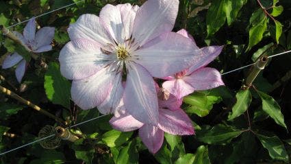  Bosrank (Clematis 'Omoshiro')