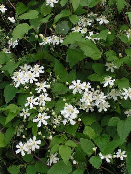  Bosrank (Clematis 'Paul Farges')