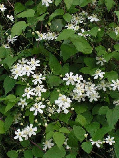  Bosrank (Clematis 'Paul Farges')