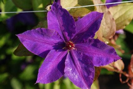  Bosrank (Clematis 'The President')