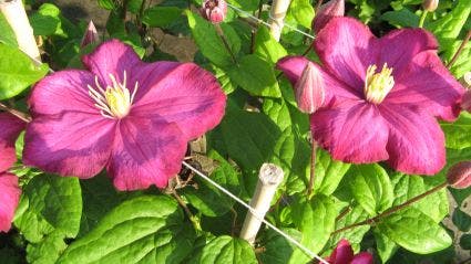  Bosrank (Clematis 'Ville De Lyon')